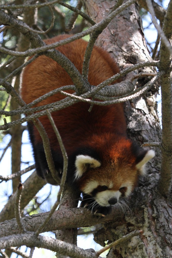 stlicher Kleiner Panda (Ailurus fulgens styani) am 13.9.2010 im Zoo Toronto. Diese Unterart gibt es in Europa zur Zeit nicht zu sehen.
