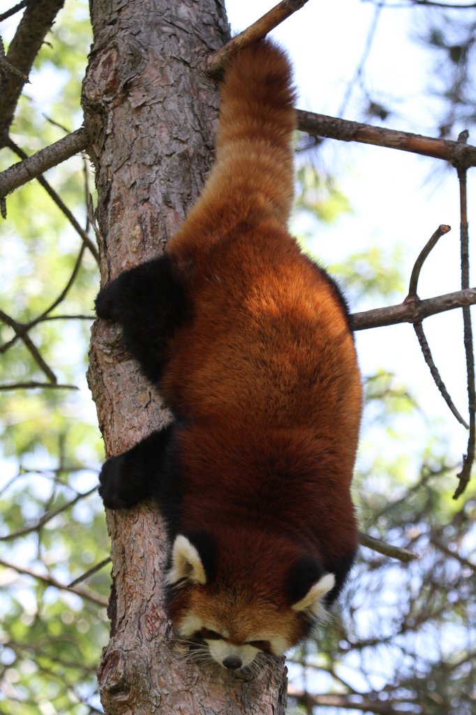 stlicher Kleiner Panda (Ailurus fulgens styani) bei Klettern. Zoo Toronto am 13.9.2010.