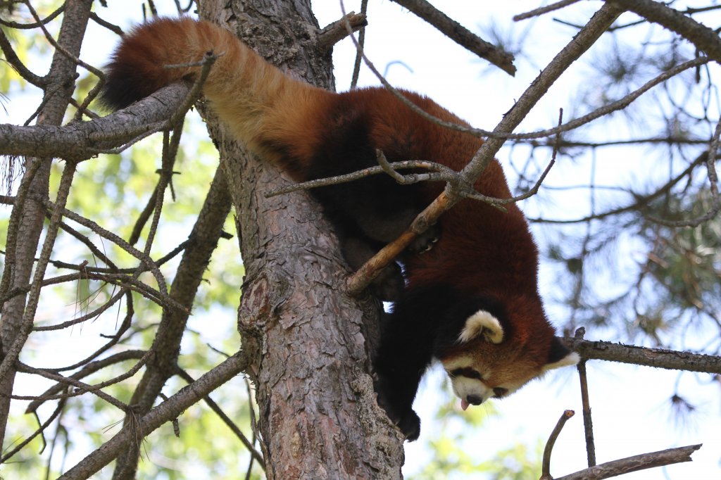 stlicher Kleiner Panda (Ailurus fulgens styani) am 13.9.2010 im Zoo Toronto. Durch das Eigengewicht ist die Zunge besonders schwer.