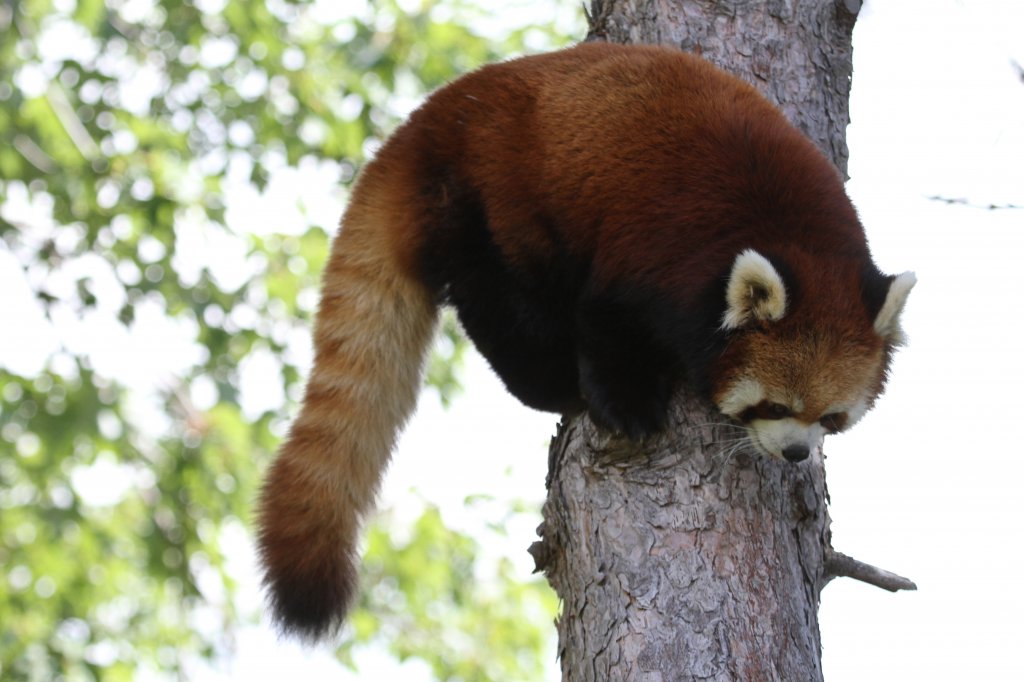 stlicher Kleiner Panda (Ailurus fulgens styani) am 13.9.2010 im Zoo Toronto. Er scheint sich nicht sicher zu sein, ob er hinunter oder wieder hoch will.