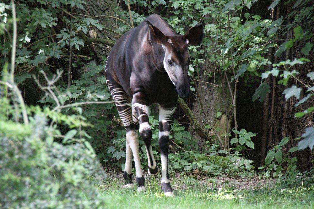 Okapi (Okapia johnstoni) am 27.6.2010 im Leipziger Zoo.