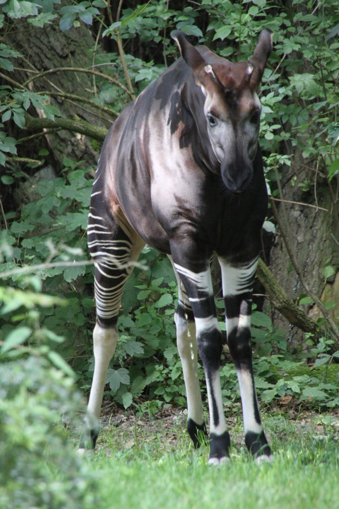 Okapi (Okapia johnstoni) am 27.6.2010 im Leipziger Zoo.