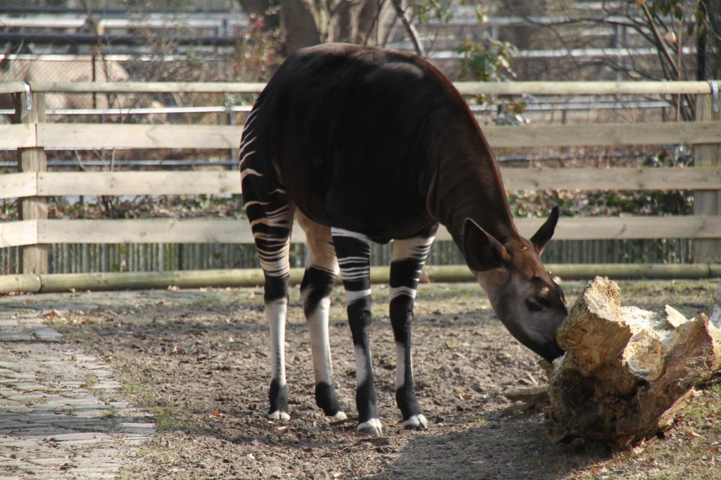 Okapi (Okapia johnstoni)am 11.3.2010 im Zoo Berlin. 
