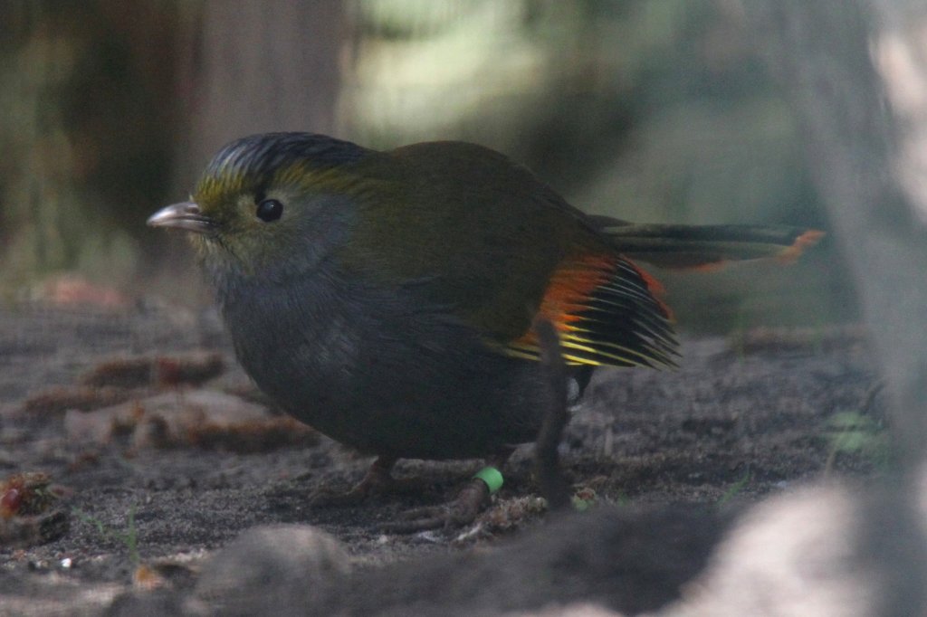 Omeihherling (Liocichla omeiensis) im Tierpark Berlin.