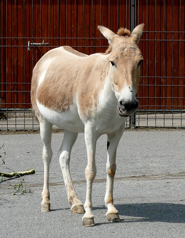 Onager (Wildesel) am 09.05.2009 in Wilhelma/Stuttgart