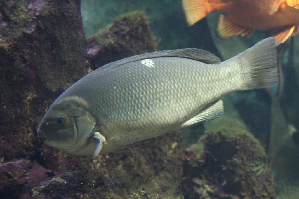 Opalauge (Girella nigricans) am 26.6.2010 im Leipziger Zoo.