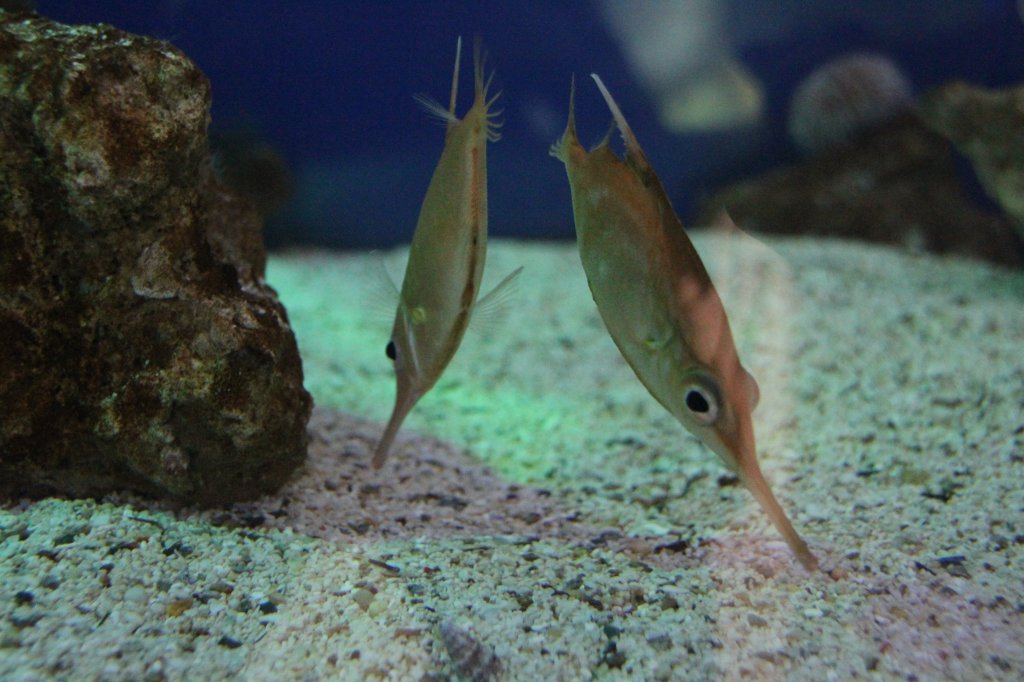 Optische Tuschung oder zwei Schnepfenfische (Macroramphosus scolopax) am 9.2.2010 im Vivarium Karlsruhe.
