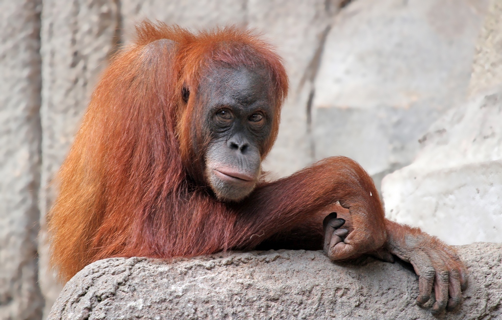 Orang Utan