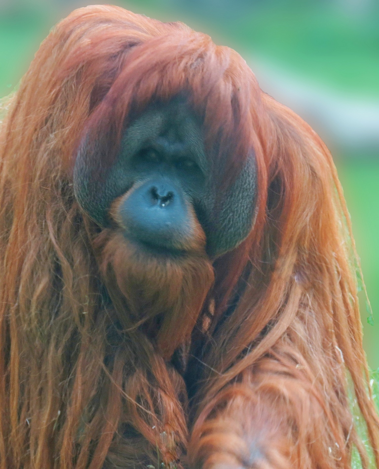 Orang-Utan