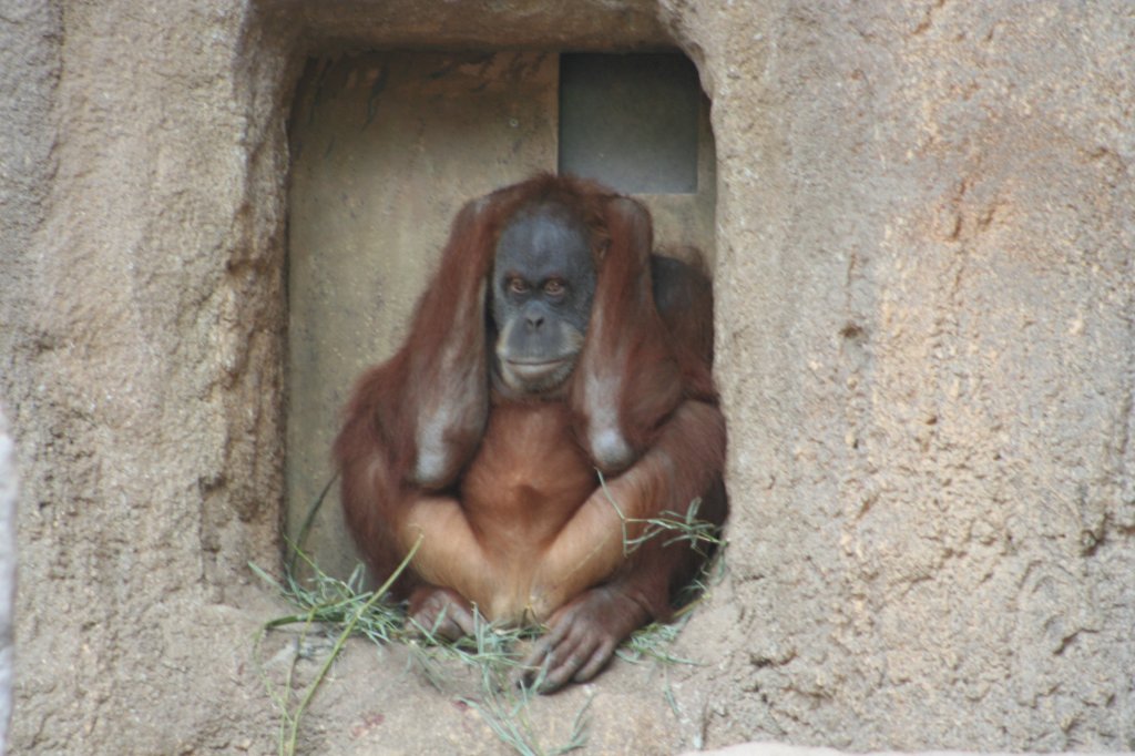 Orang-Utan beim Trbsal balsen. Pongoland am 14.09.2008 in Leipzig.
