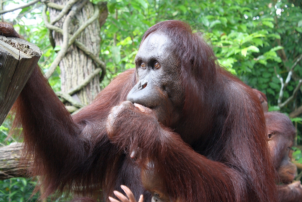 Orang Utan im Singapore Zoo am 11.Mai 2010.