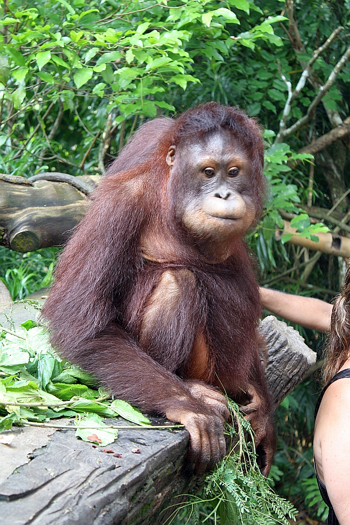 Orang Utan im Singapore Zoo am 11.Mai 2010.