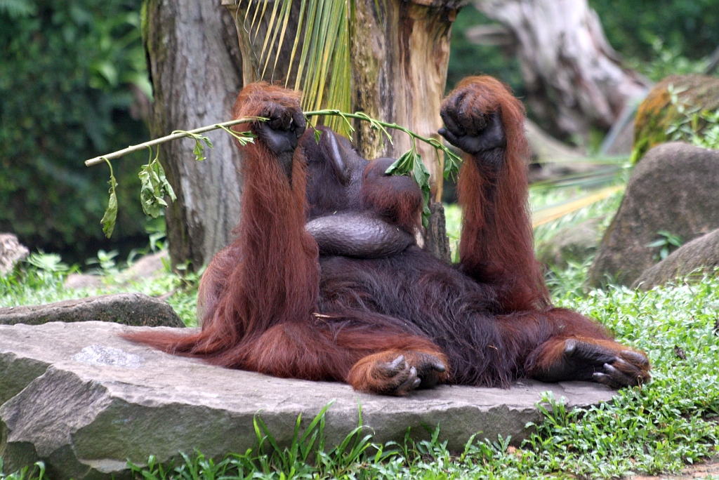 Orang Utan im Singapore Zoo am 11.Mai 2010.