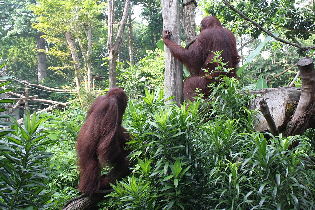 Orang Utans im Singapore Zoo am 11.Mai 2010.