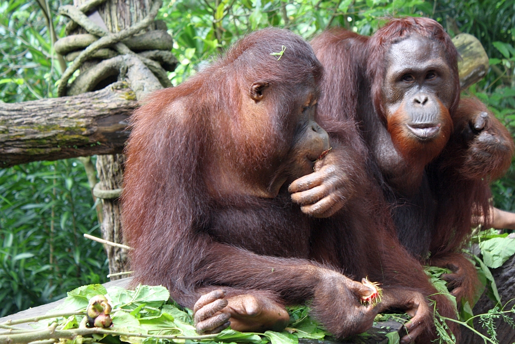 Orang Utans im Singapore Zoo am 11.Mai 2010.