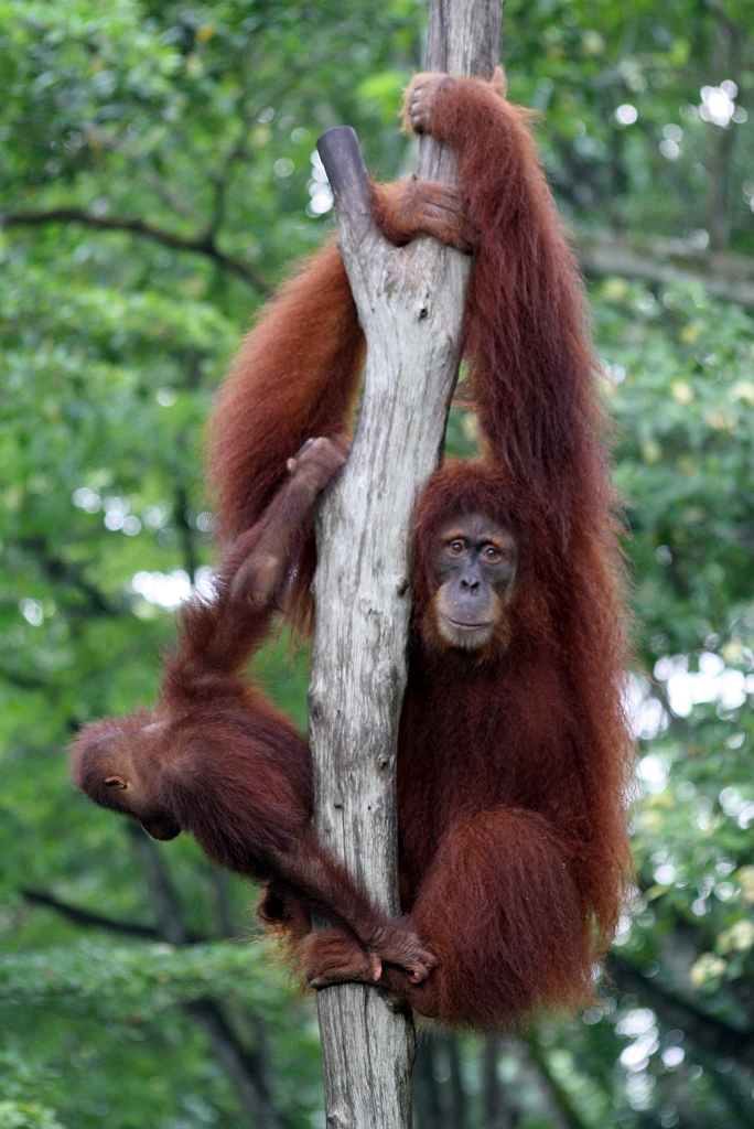 Orang Utans im Singapore Zoo am 11.Mai 2010.