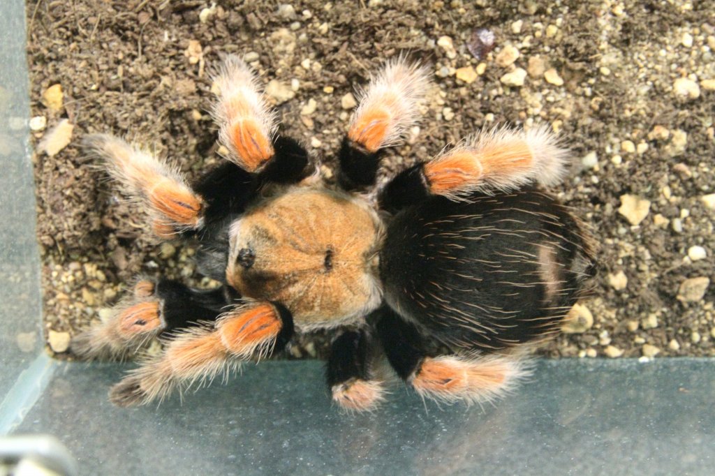 Orangebein-Vogelspinne (Brachypelma boehmei) am 7.5.2010 im Exotarium Oberhof.