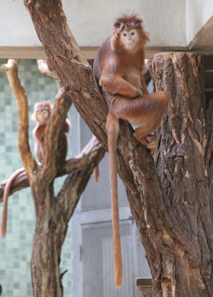 Orangefarbene Schwarze Haubenlanguren (Trachypithecus auratus) am 11.3.2010 im Zoo Berlin.