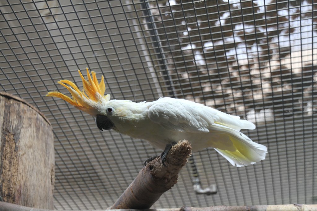 Orangehaubenkakadu (Cacatua sulphurea citrinocristata) mit aufgestellter Federkrone. Zoo Berlin am 11.3.2010.