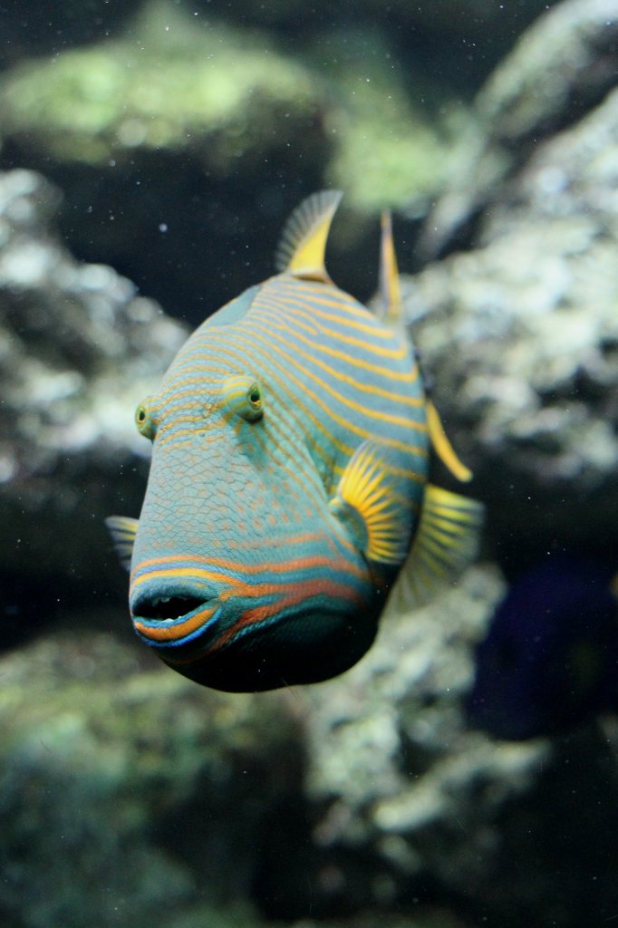 Orangestreifen-Drckerfisch (Balistapus undulatus) am 19.3.2010 im Zooaquarium Basel.