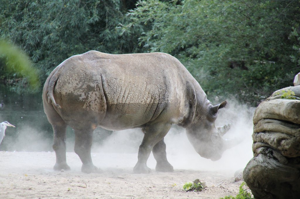 Ostafrikanisches Spitzmaulnashorn am 27.6.2010 im Leipziger Zoo.