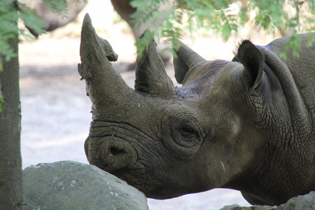 Ostafrikanisches Spitzmaulnashorn am 27.6.2010 im Leipziger Zoo.