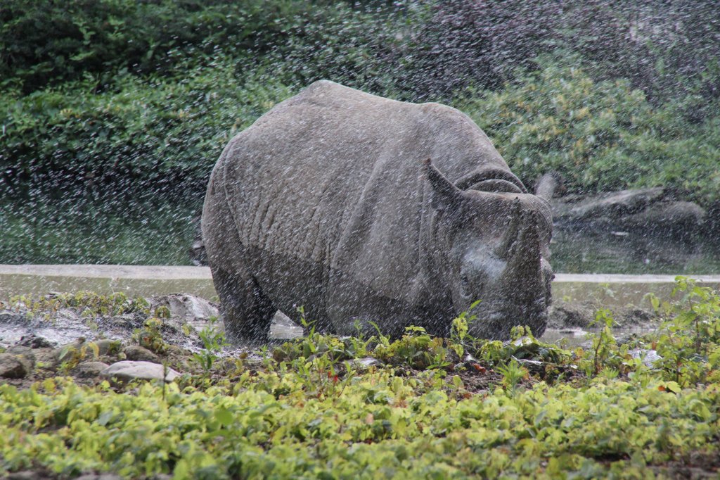 Ostafrikanisches Spitzmaulnashorn beim Schlammbaden. Leipziger Zoo am 27.6.2010.