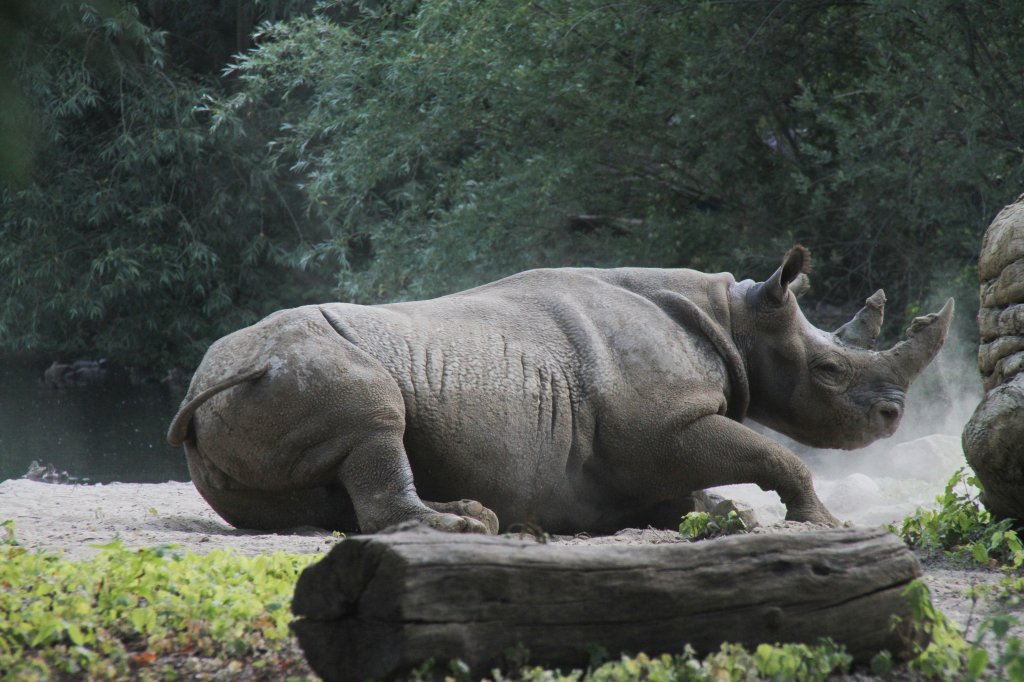 Ostafrikanisches Spitzmaulnashorn beim Schlammwlzen. Leipziger Zoo am 27.6.2010.