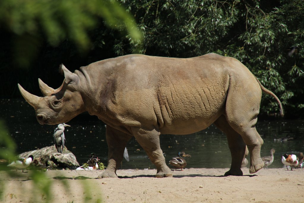 Ostafrikanisches Spitzmaulnashorn (Diceros bicornis michaeli) am 27.6.2010 im Leipziger Zoo.

