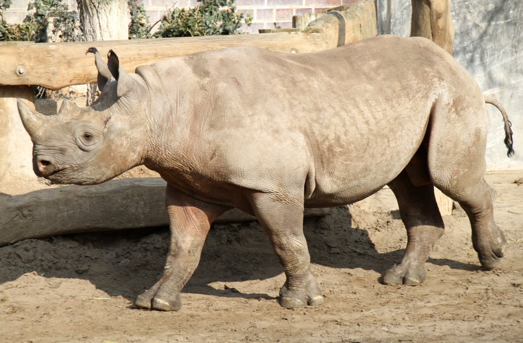 Ostafrikanisches Spitzmaulnashorn (Diceros bicornis michaeli) am 11.3.2010 im Zoo Berlin.