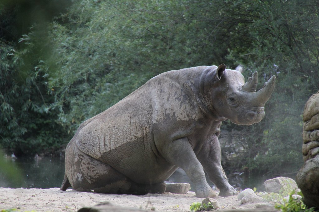 Ostafrikanisches Spitzmaulnashorn vor dem Sandwlzen. Leipziger Zoo am 27.6.2010.