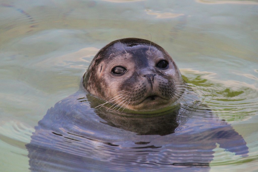 Ostatlantischer Seehund (Phoca vitulina vitulina) bei enem Blick aus dem Wasser. Zoo Berlin am 25.2.2010. 
