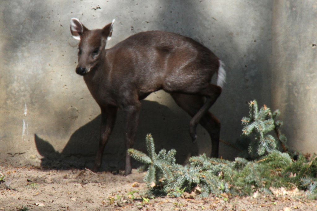 Ostchinesischer Schopfhirsch (Elaphodus cephalophus michianus) im Tierpark Berlin.
 
