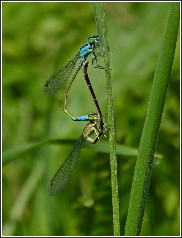 Paarungsrad eines Gemeinen Becherjungfernprchens (Enallagma cyathigerum), gesehen am 25.07.2012. (Hans)