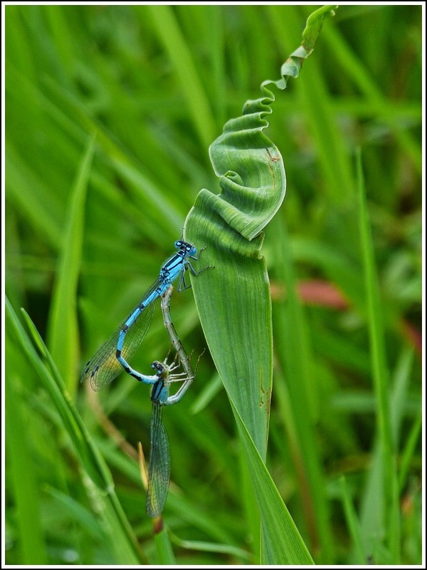 Paarungsrad eines Gemeinen Becherjungferprchens (Enallagma cyathigerum). 07.08.2012 (Hans) 