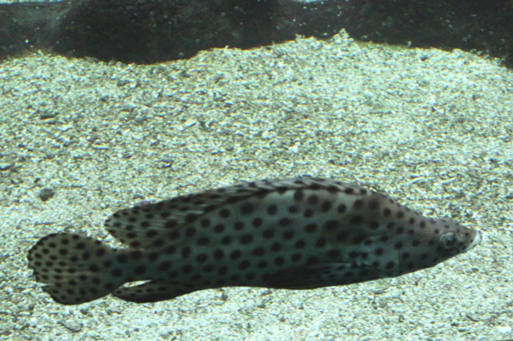 Paddelbarsch oder auch Pantherfisch (Cromileptes altivelis) am 19.3.2010 im Zoo Basel.