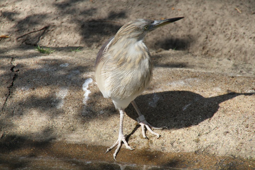 Paddyreiher (Ardeola grayii) im Tierpark Berlin.