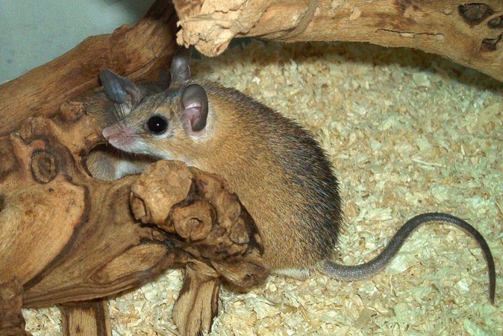 Palstina-Stachelmaus-Acomys dimidiatus dimidiatus(Eastern or Arabian Spiny Mouse)