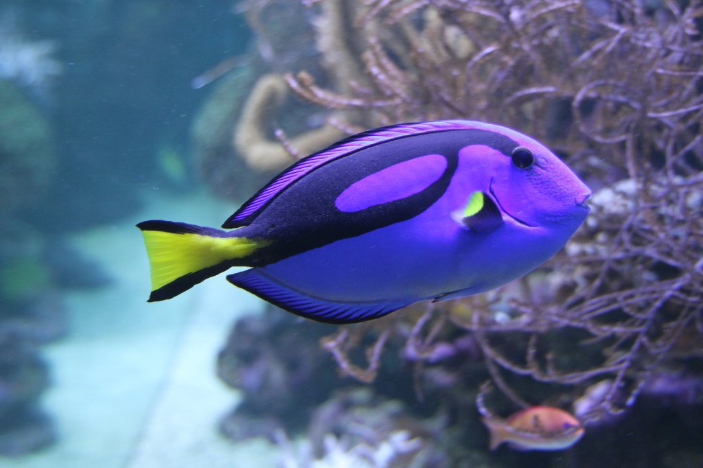 Paletten-Doktorfisch (Paracanthurus hepatus) am 9.2.2010 im Vivarium Karlsruhe.
