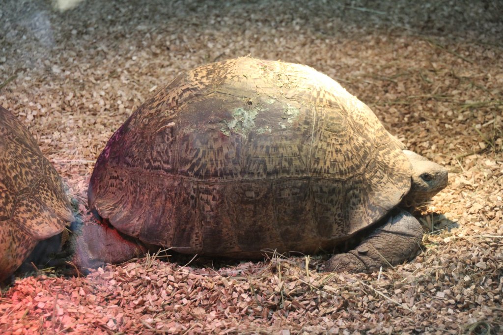 Pantherschildkrte (Stigmochelys pardalis) am 9.2.2010 im Zoo Karlsruhe.
