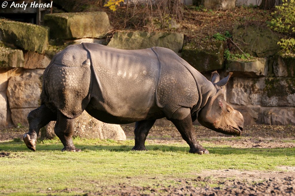 Panzernashorn.