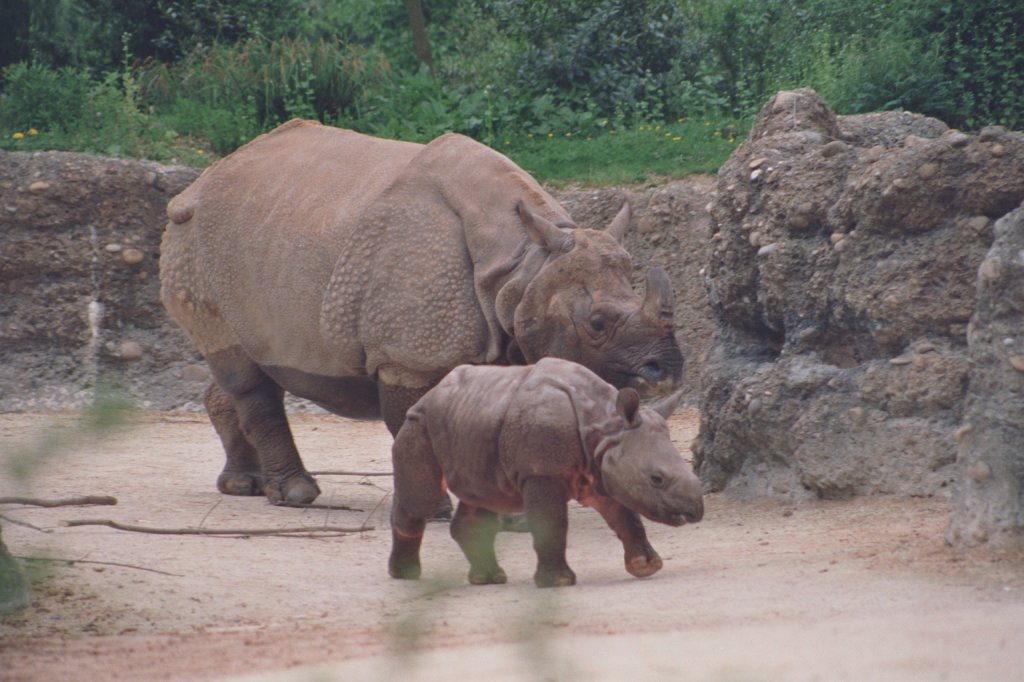 Panzernashorn-Familie (Rhinoceros unicornis) am 1.5.1992 im Zoo Basel.