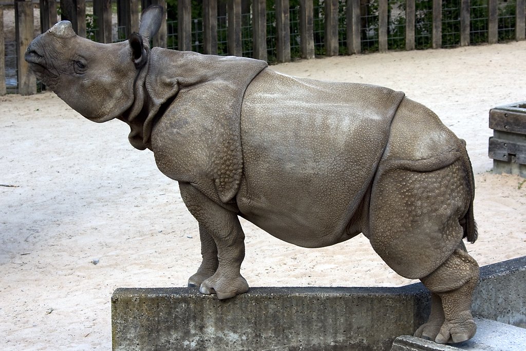 Panzernashorn (Jungtier), 05.05.2008 Stuttgart

