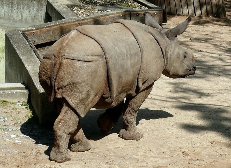 Panzernashorn Jungtier  Samir  geb.: 11.08.2008 am 27.05.2009 in Wilhelma/Stuttgart