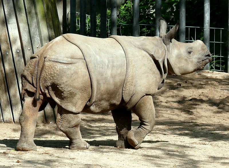 Panzernashorn Jungtier  Samir  geb.: 11.08.2008 am 27.05.2009 in Wilhelma/Stuttgart