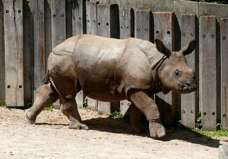 Panzernashorn Jungtier  Samir  geb.: 11.08.2008 am 12.06.2009 in Wilhelma/Stuttgart