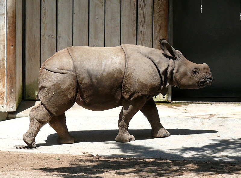 Panzernashorn Jungtier  Samir  geb.: 11.08.2008 am 12.06.2009 in Wilhelma/Stuttgart