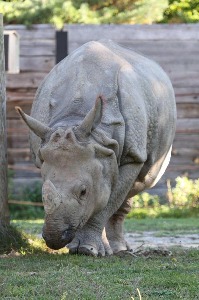 Panzernashorn (Rhinoceros unicornis) am 25.9.2010 im Toronto Zoo.