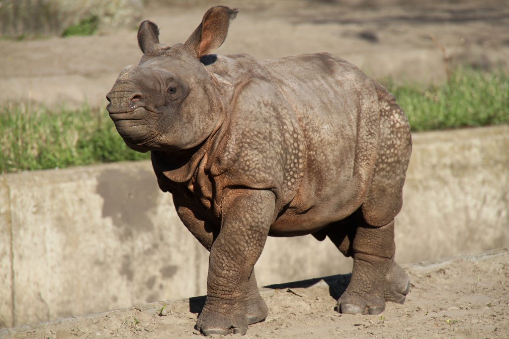 Panzernashornbaby (Rhinoceros unicornis) im Tierpark Berlin.