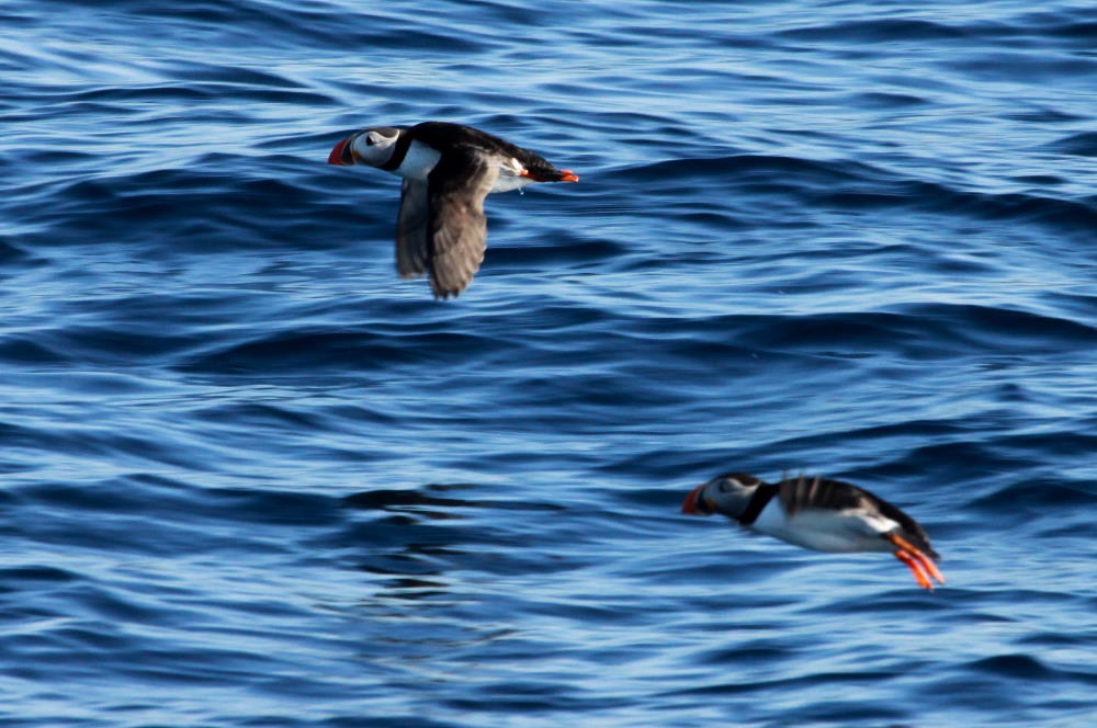 Papageientauch im Flug vor der Insel Anda; 01.07.2013